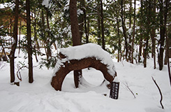 ねじねじの木